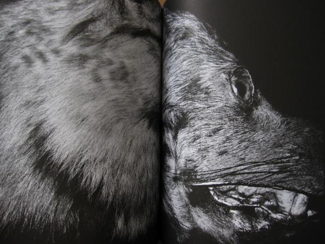 Anders Petersen To Belong　1000部限定