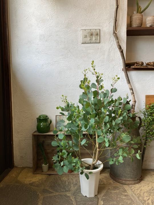 今だけ限定価格 専用です ユーカリ カンフォラ 苗 苗木 クリアランスセール Dico Des Mots Com 今だけ限定価格 専用です ユーカリ カンフォラ 苗 苗木 クリアランスセール Dico Des Mots Com