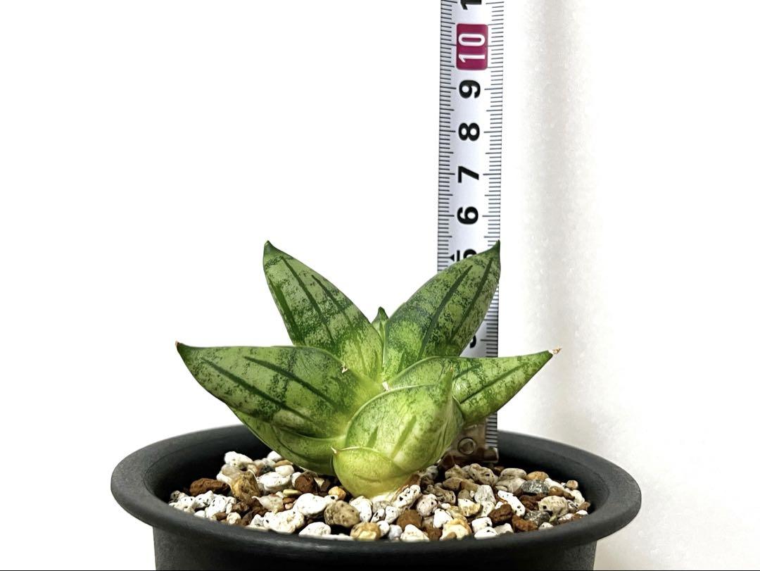 観葉植物《らくらくメルカリ便♪》サンセベリア 希少苗☆Manee