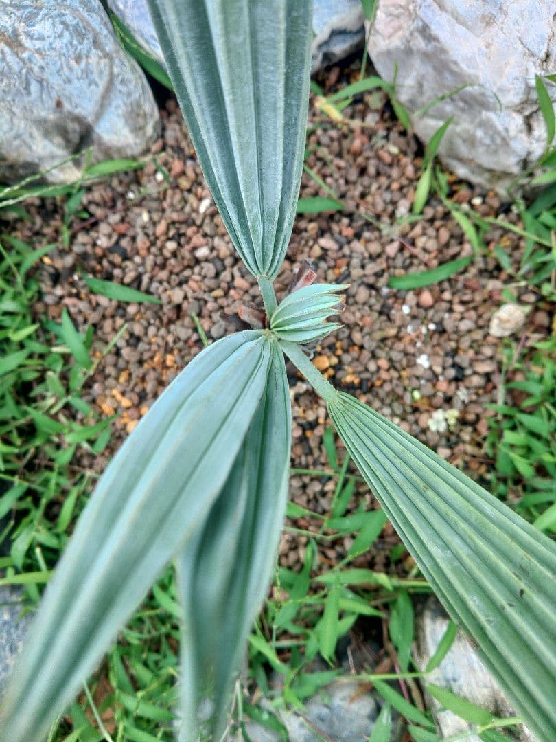 ヤシ　ブラヘアアルマータ 　地植えにどうぞ。