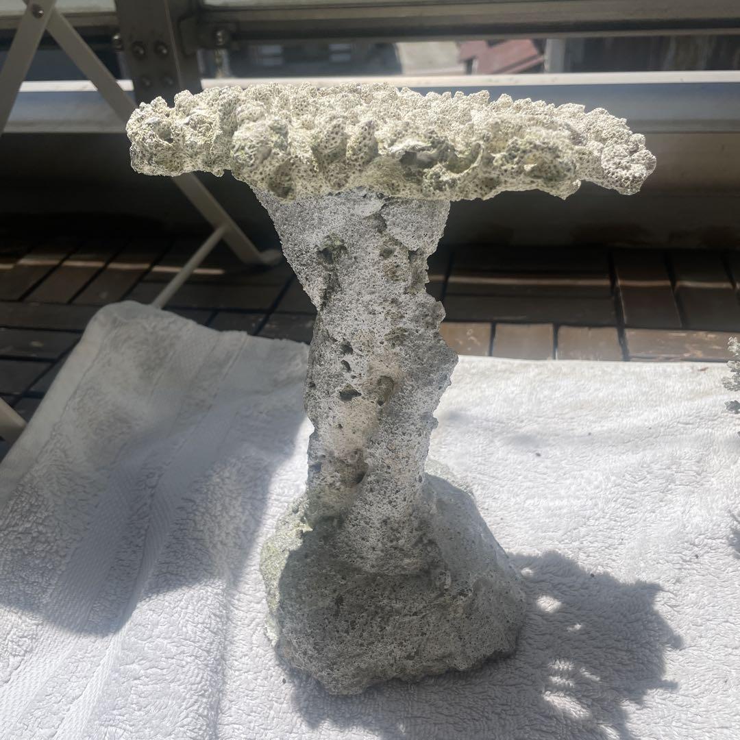 創作デスロック　サンゴ