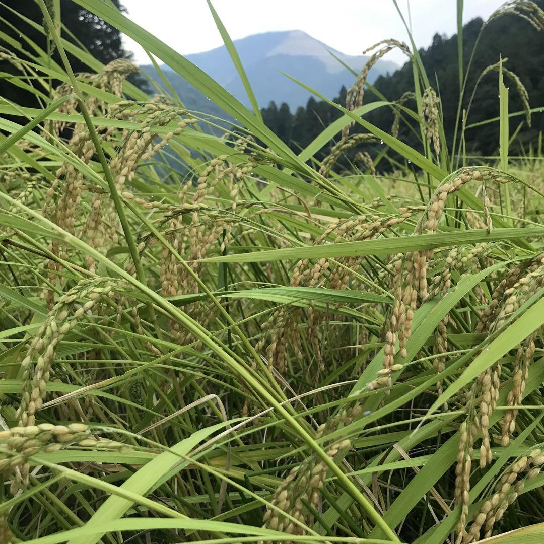 令和六年産 近江米コシヒカリ オリーブ酵素米 10キロ 超減農薬 白米 匿名配送
