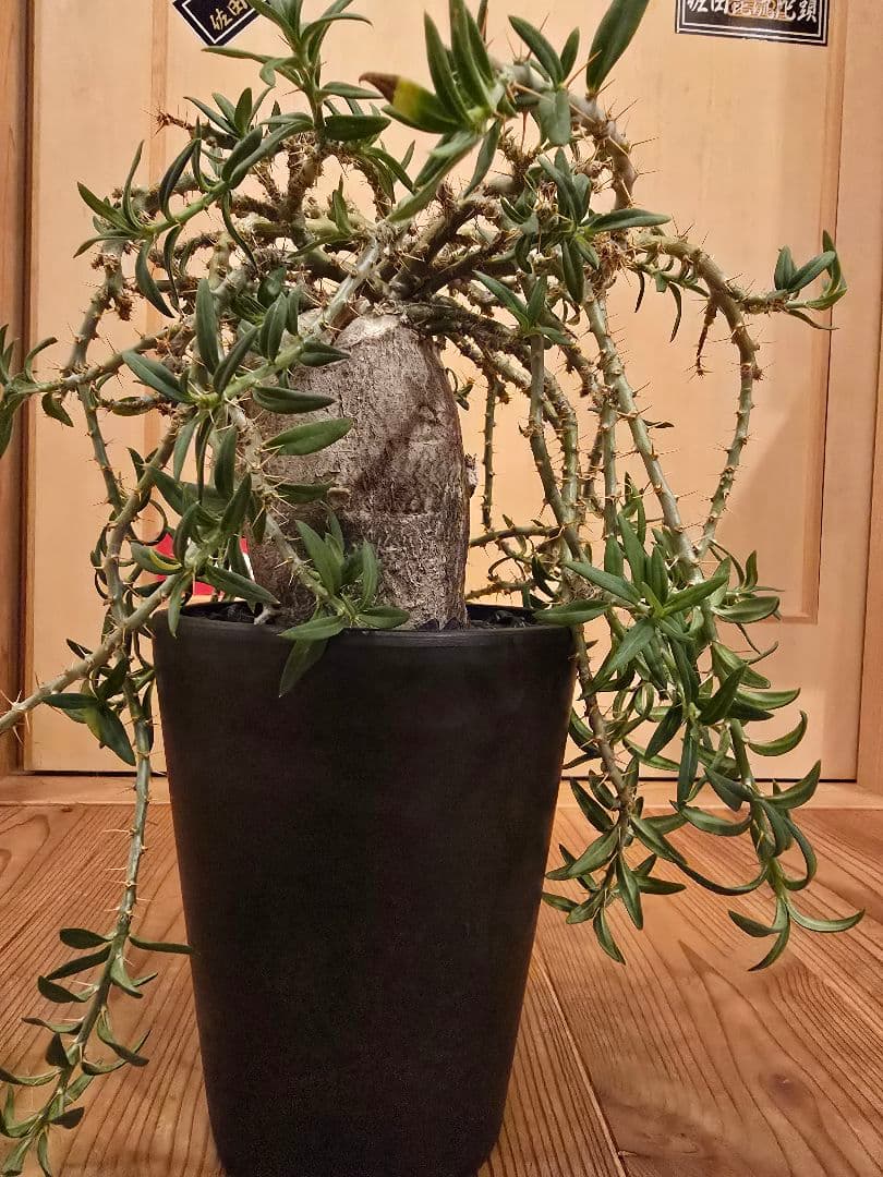 パキポディウムビスピノーサム目立った傷や汚れなし