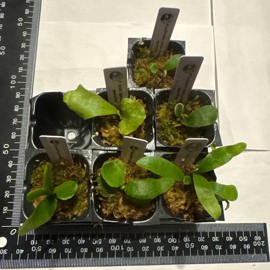 ビカクシダセット6種 ccs、vp#16、ハナビなど - メルカリ