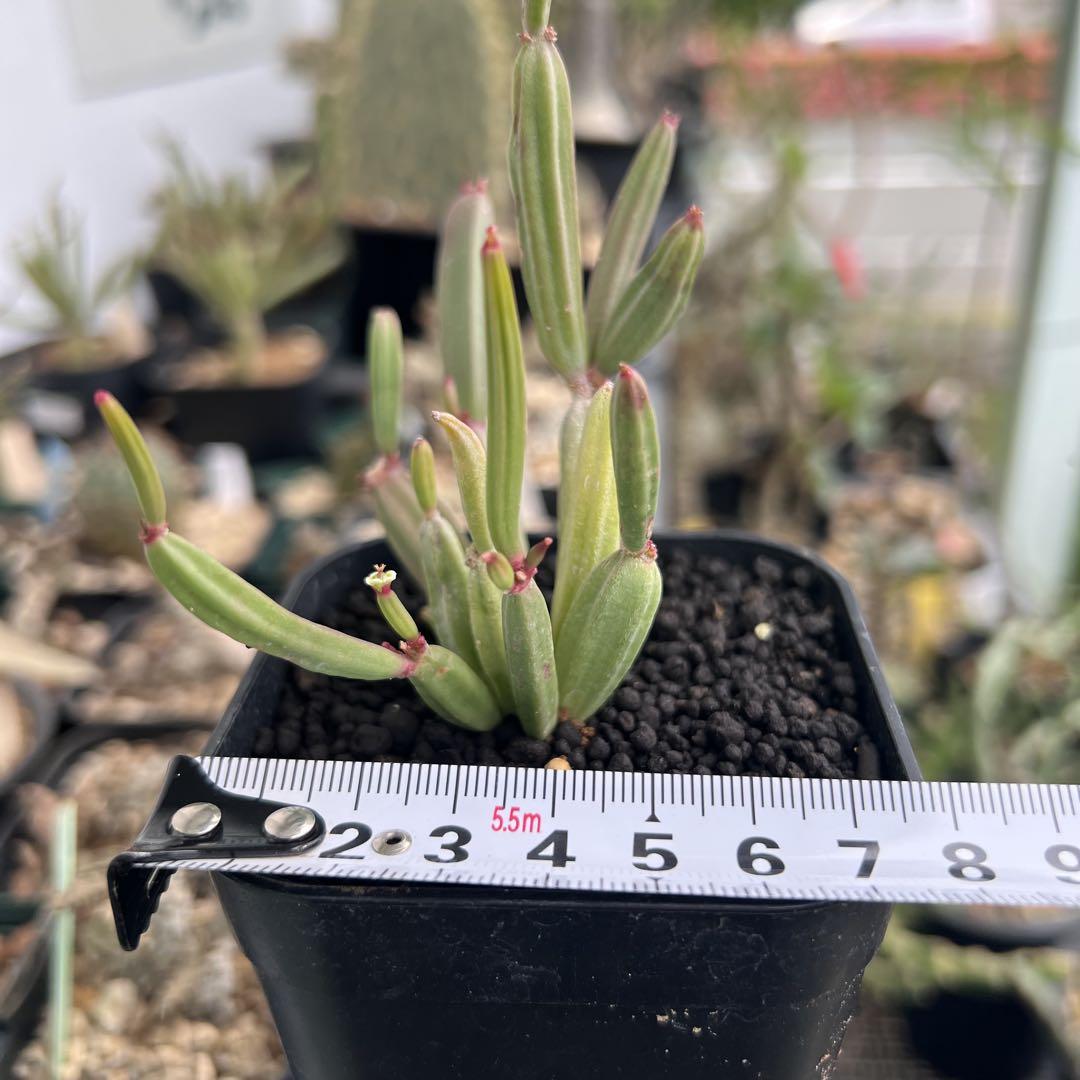 Euphorbia appariciana