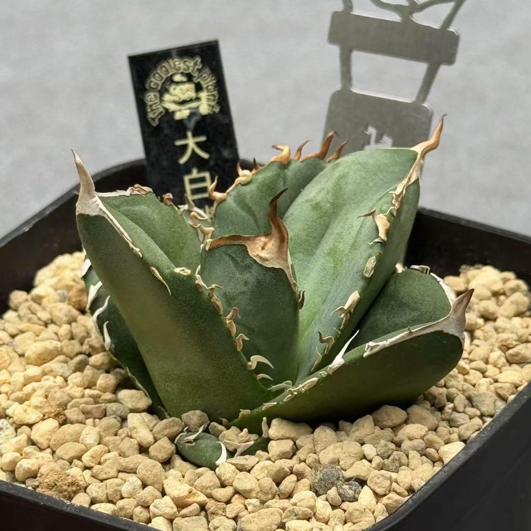 に*ん様 アガベ チタノタ 大白鯊 子株　多肉植物 多肉植物 アガベ チタノタ 大白鯊 子株