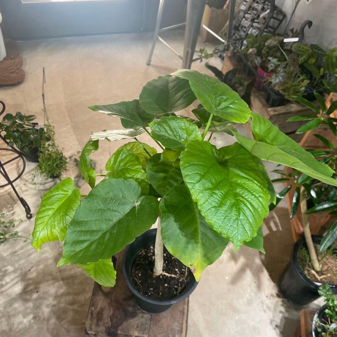 フィカス ウンベラータ 号 250929