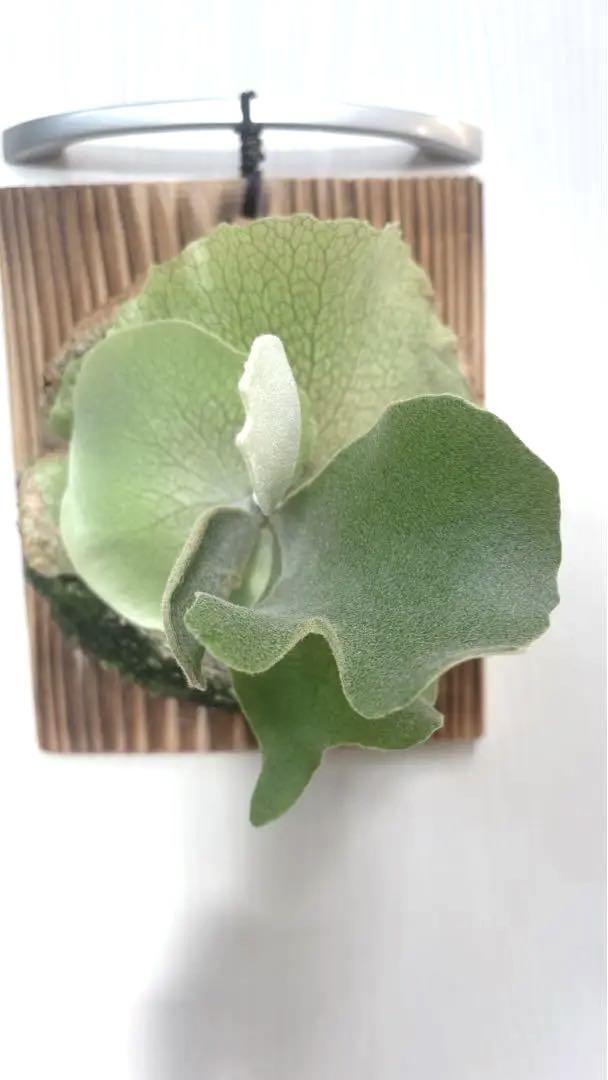 P.spore white（石化）