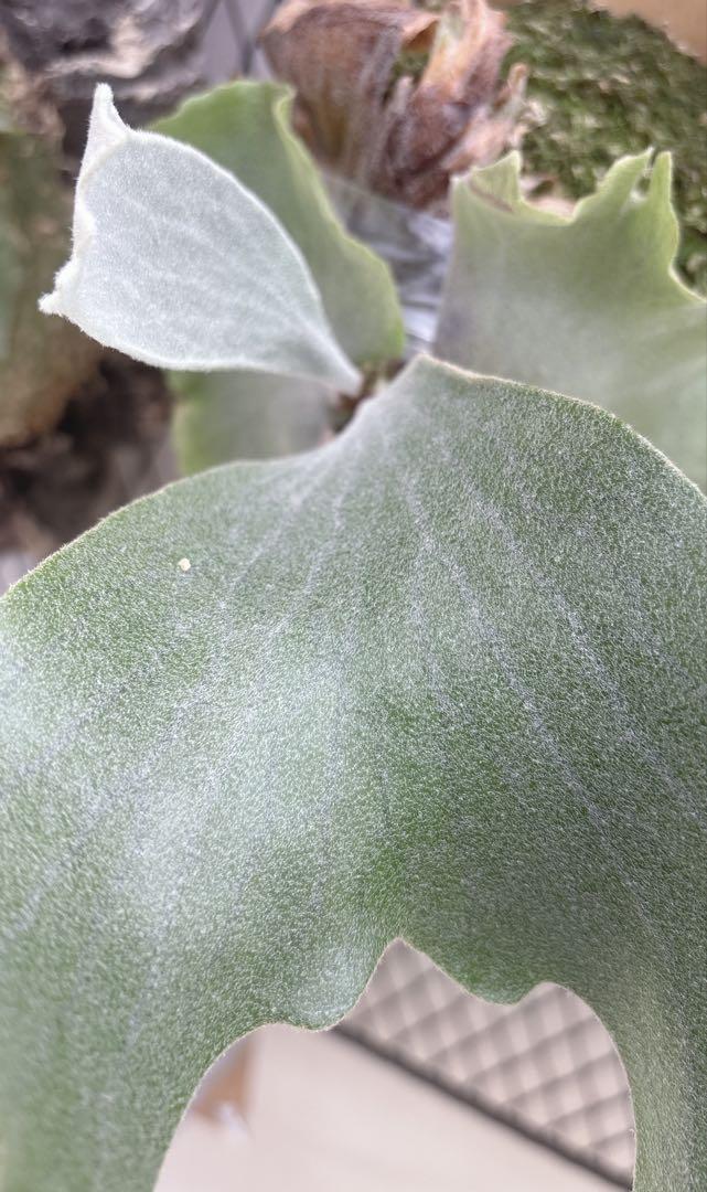P.spore white（石化）