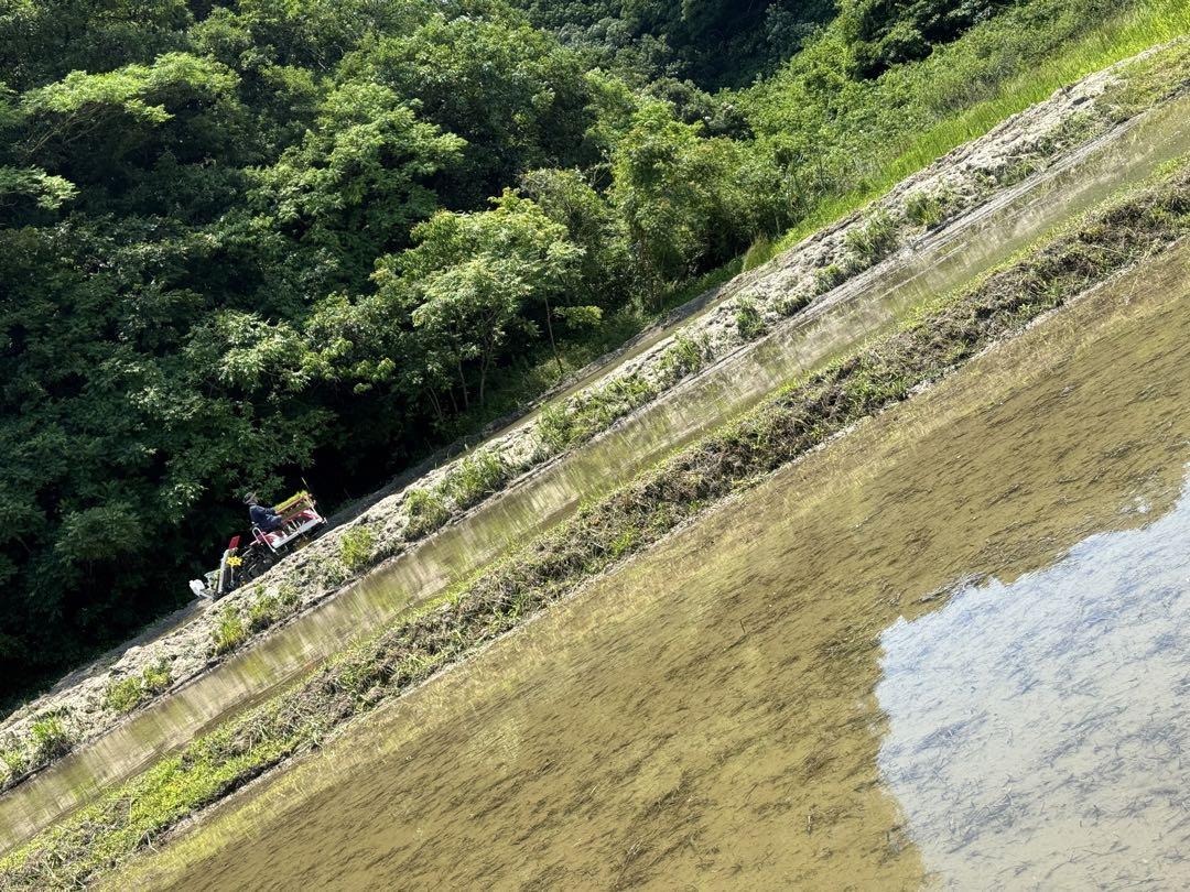 天日干し　農薬不使用　自然栽培　玄米　30kgひのひかり　玄米　5kg 10kg