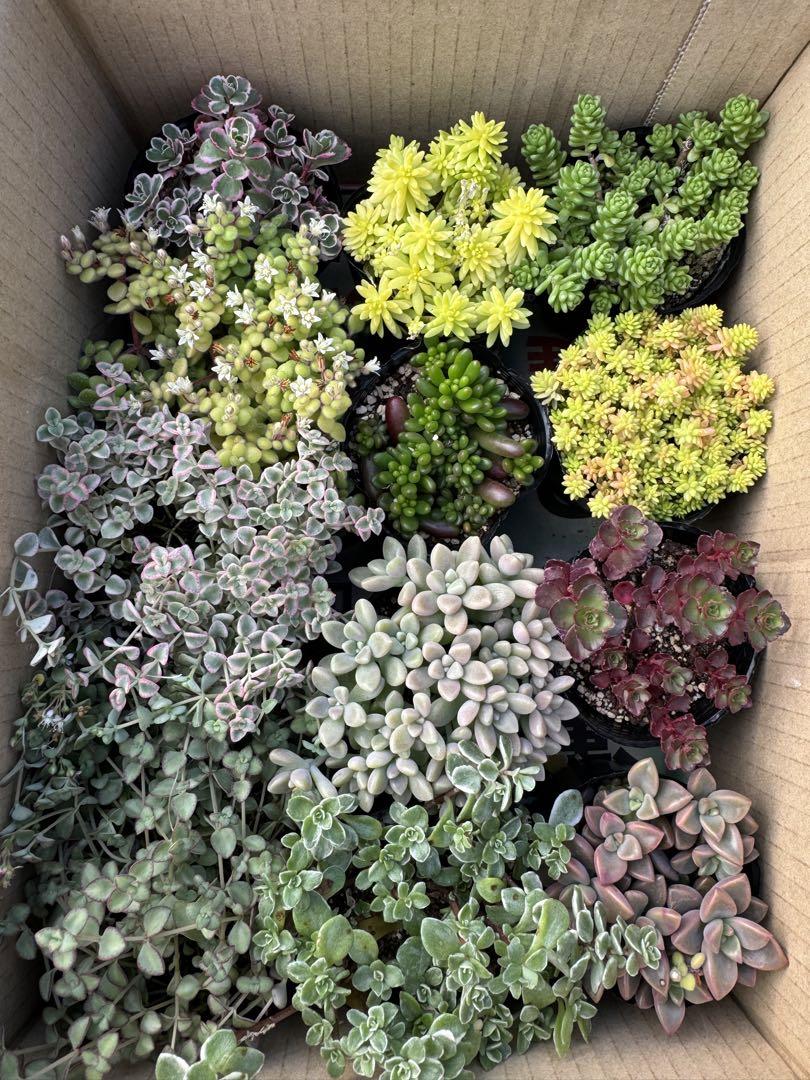 多肉植物 セダム　12鉢✾ 寄せ植え用にも•*¨*•.¸¸♬︎