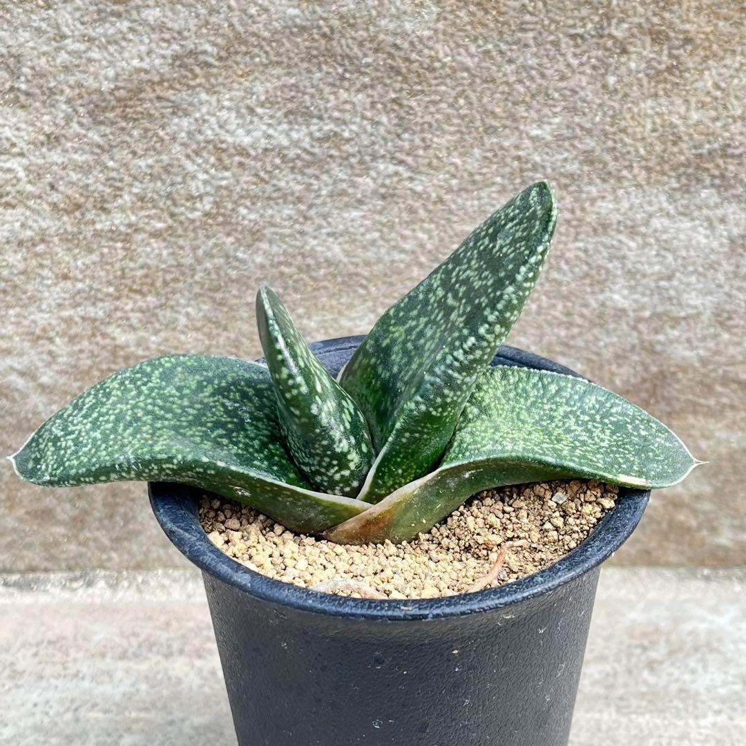 月晃殿 実生 鉢植え メルカリ便送料込み 赤花精巧殿 実生 鉢植えメルカリ便送料込み - メルカリ