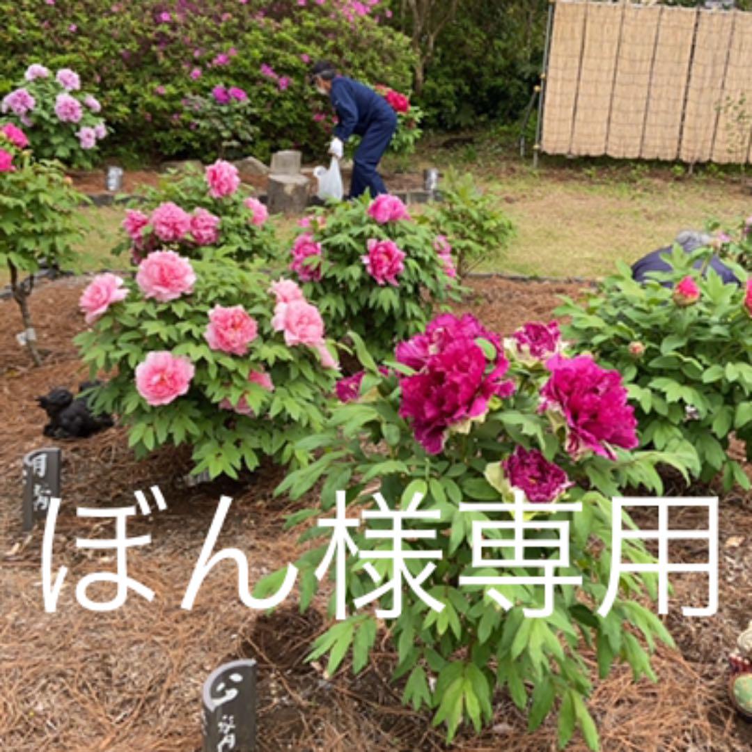 ガラス製　ハエ取り棒　6本