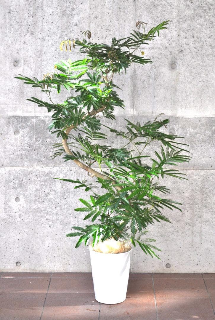 エバーフレッシュ 150cm