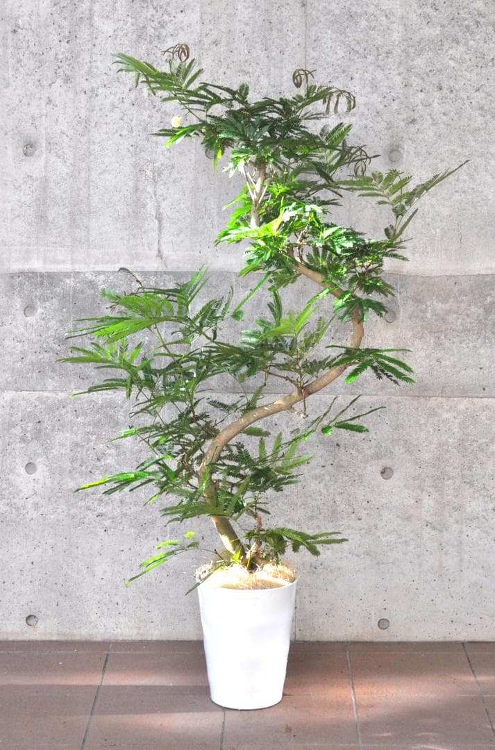 エバーフレッシュ 150cm 8号 S-shaped tree form新品、♥ YUZUMIYA_COM