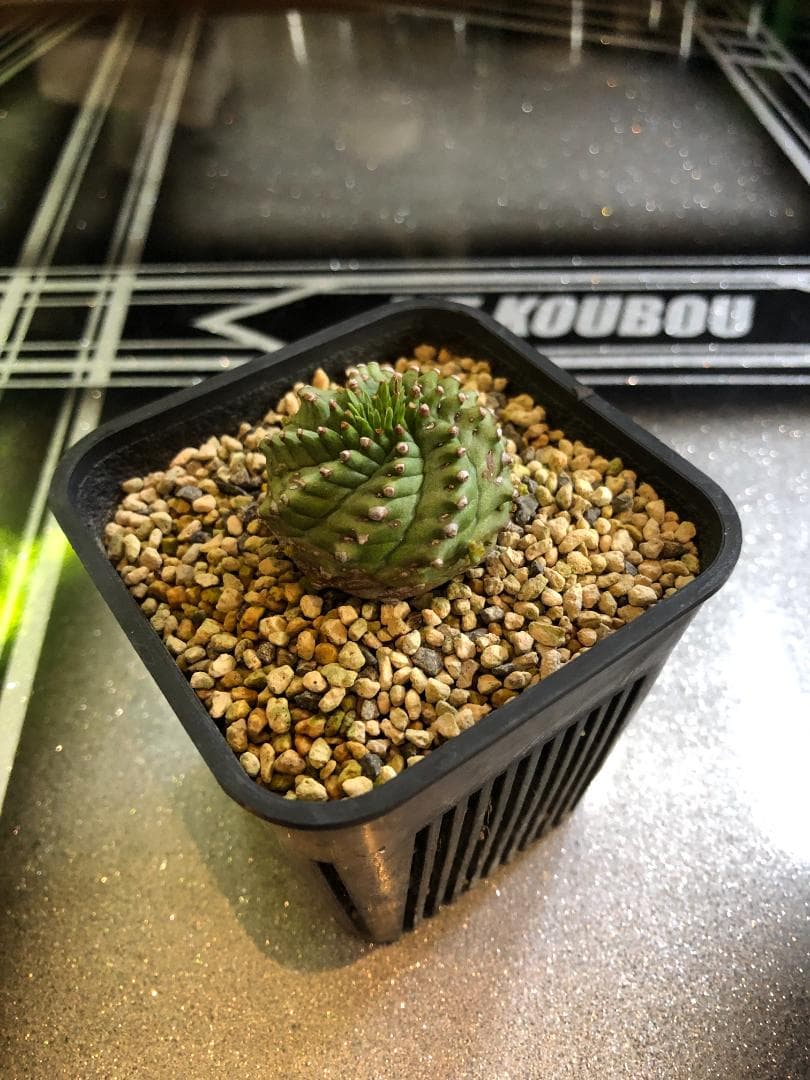 超良型 螺旋タイプ