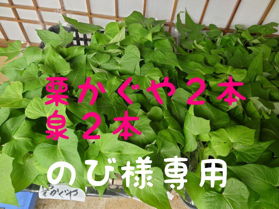 さつまいも苗（サツマイモ）】カネコ種苗 栗かぐや（くりかぐや