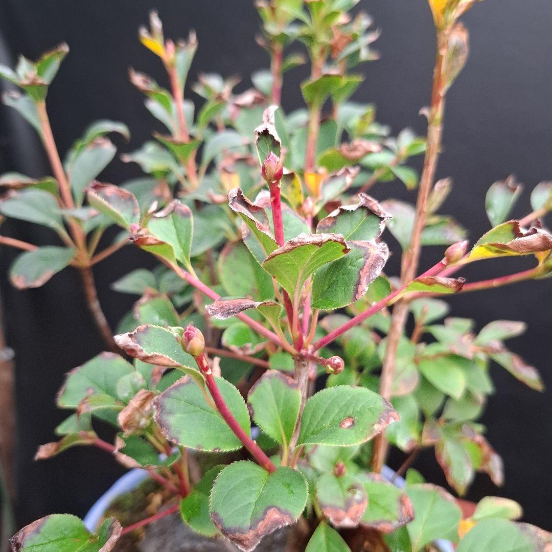 ドウダン石付き盆栽目立った傷や汚れなし