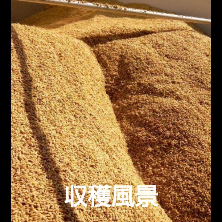 ななつぼし　玄米 10kg(5kg袋x2)