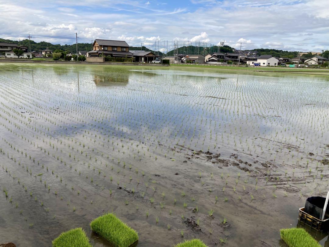 岡山県倉敷産　令和6年あけぼの新米　玄米20キロ