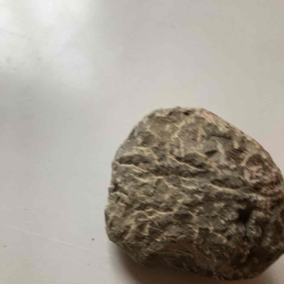 値下げ！　三葉虫化石　コロラド産