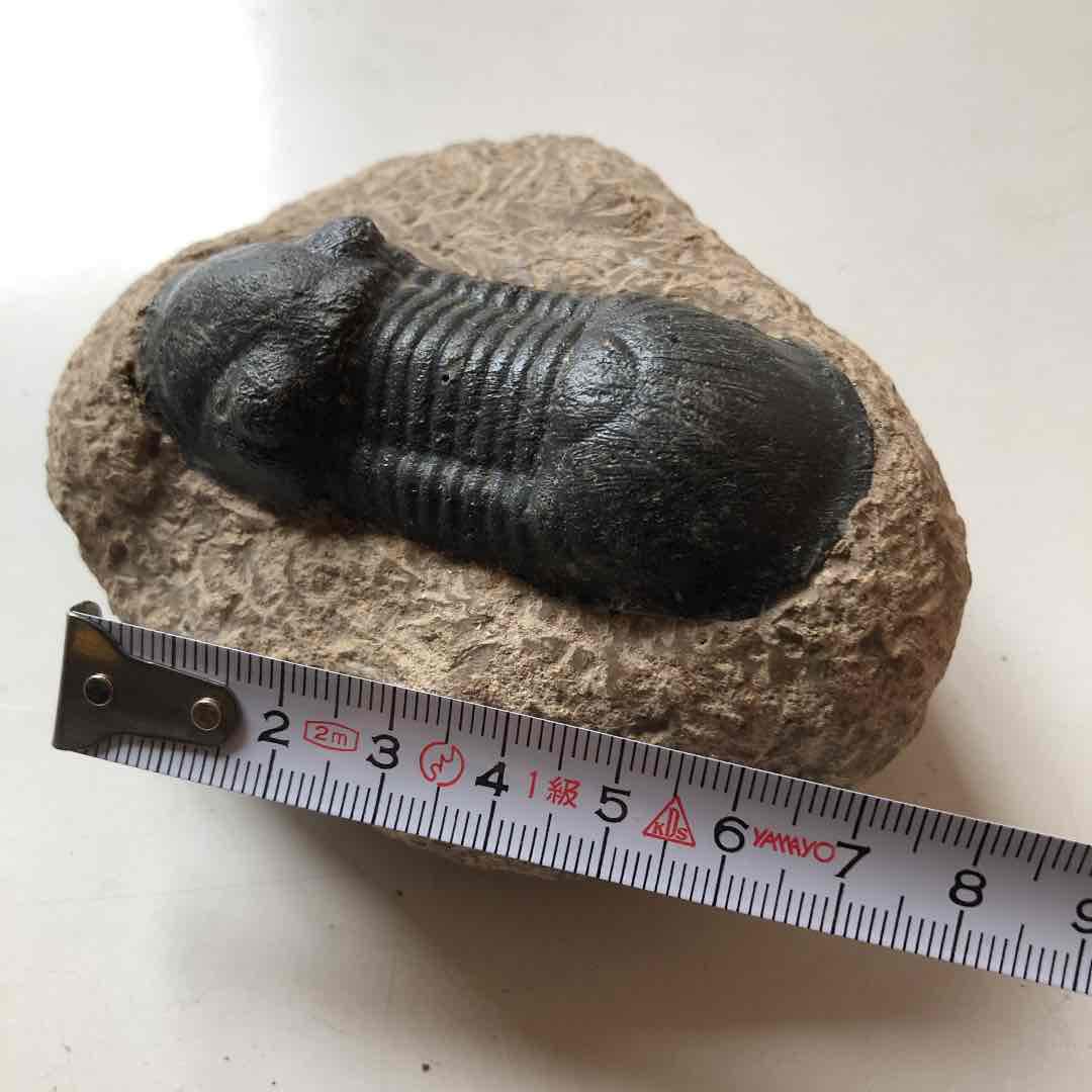 値下げ！　三葉虫化石　コロラド産