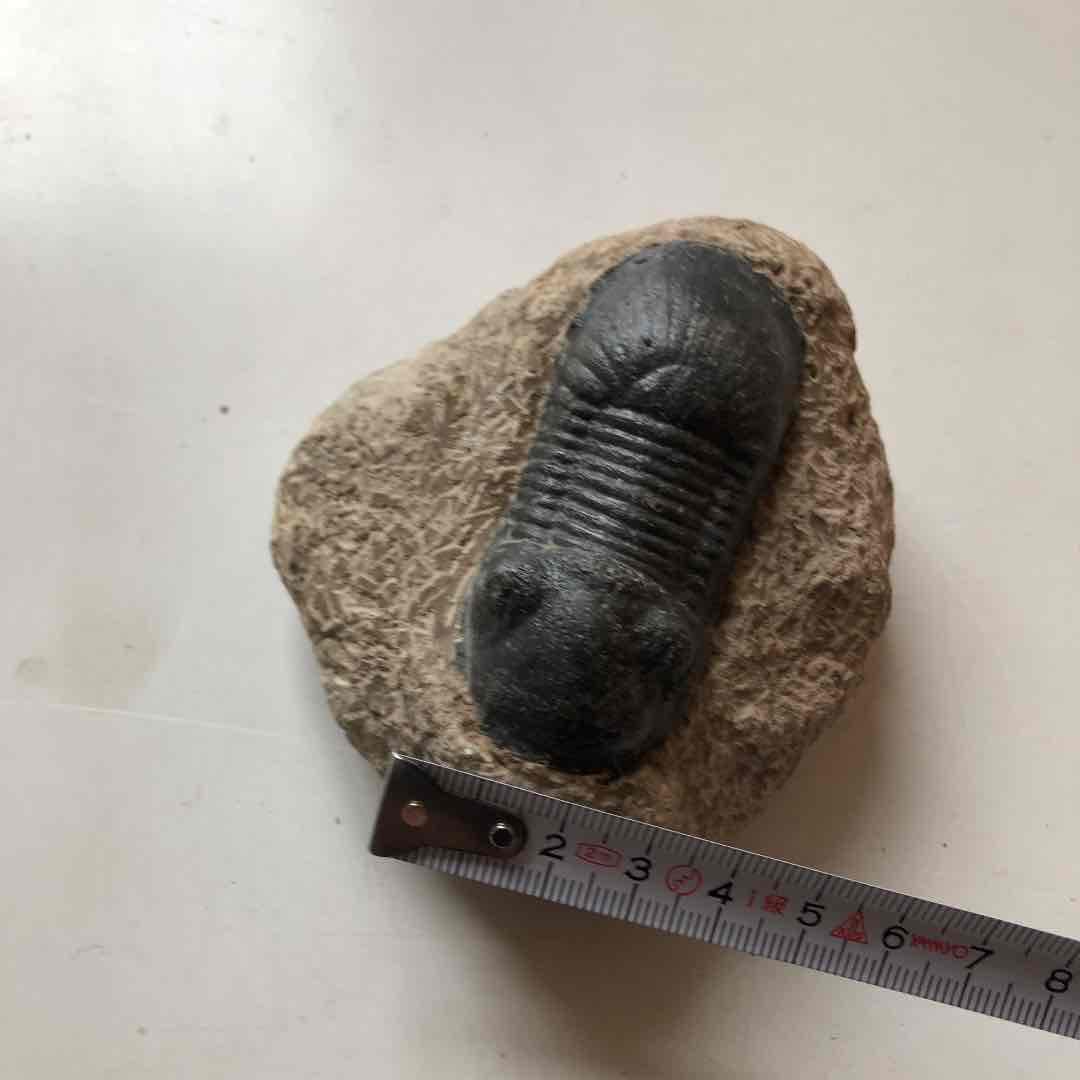 値下げ！　三葉虫化石　コロラド産