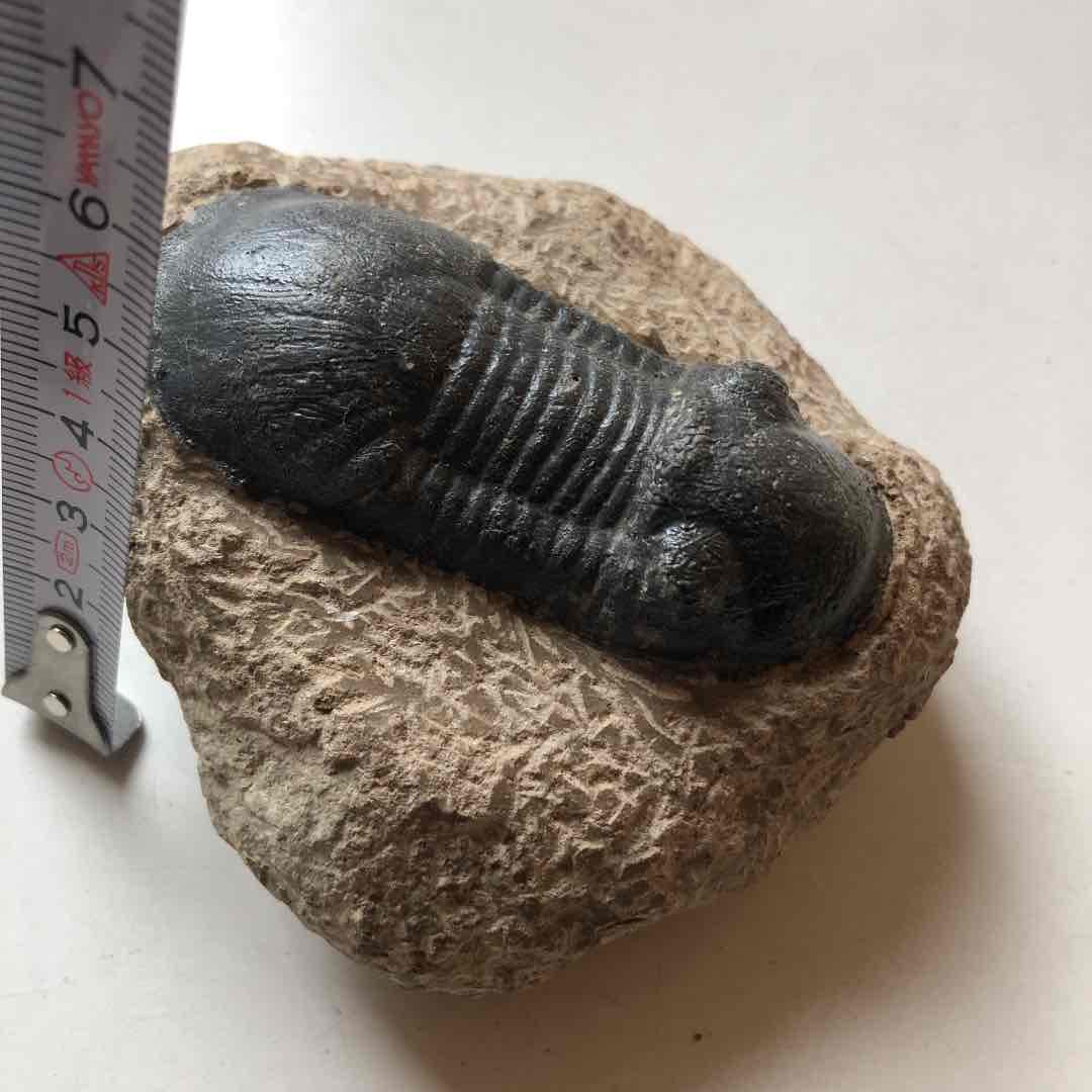 値下げ！　三葉虫化石　コロラド産