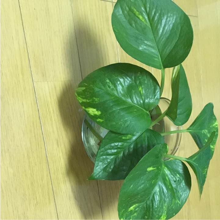 メルカリ ゴールデンポトス カット苗8本 植物 観葉植物 333 中古や未使用のフリマ メルカリ ゴールデンポトス カット苗8本 植物 観葉植物 333 中古や未使用のフリマ