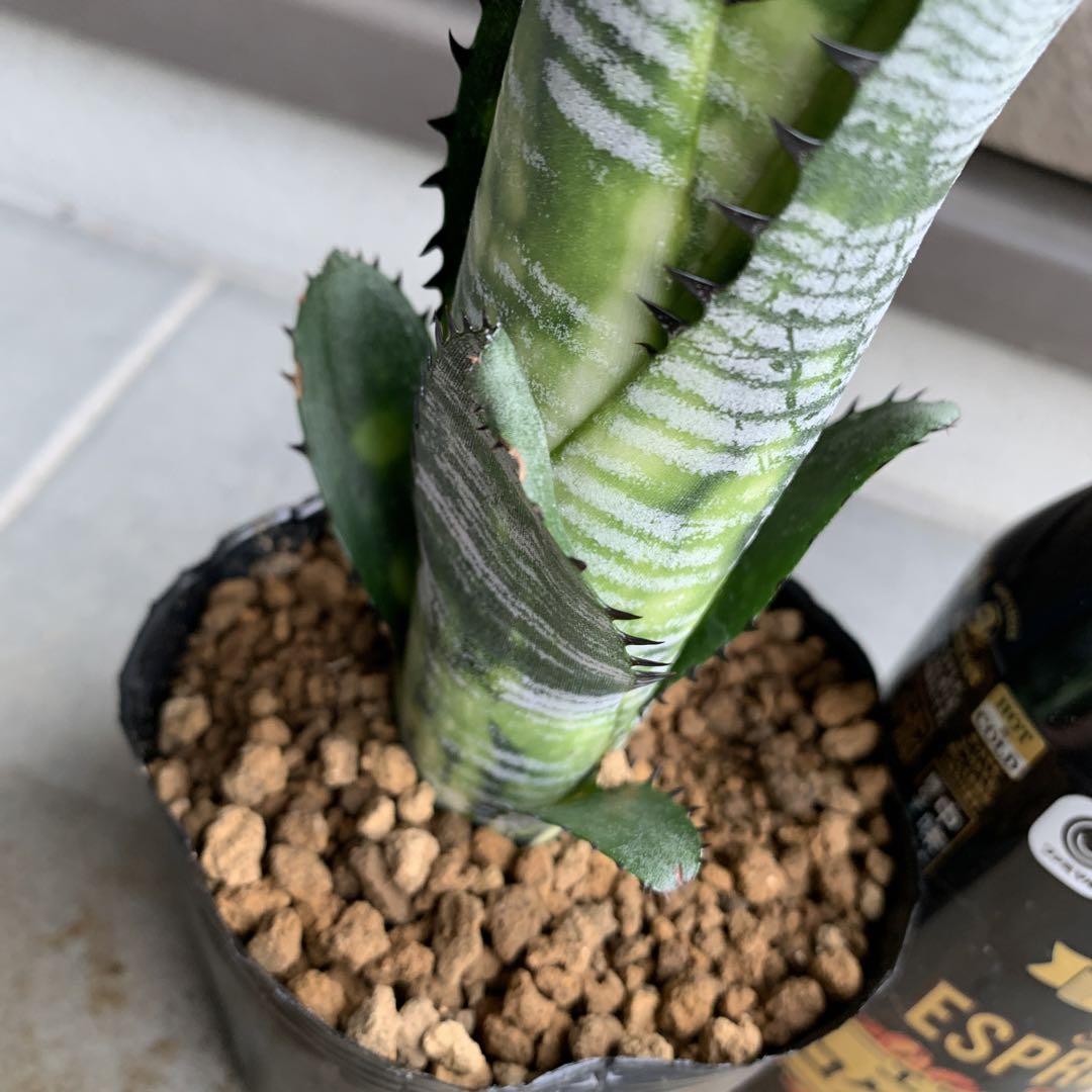 Billbergia Domingos Martins