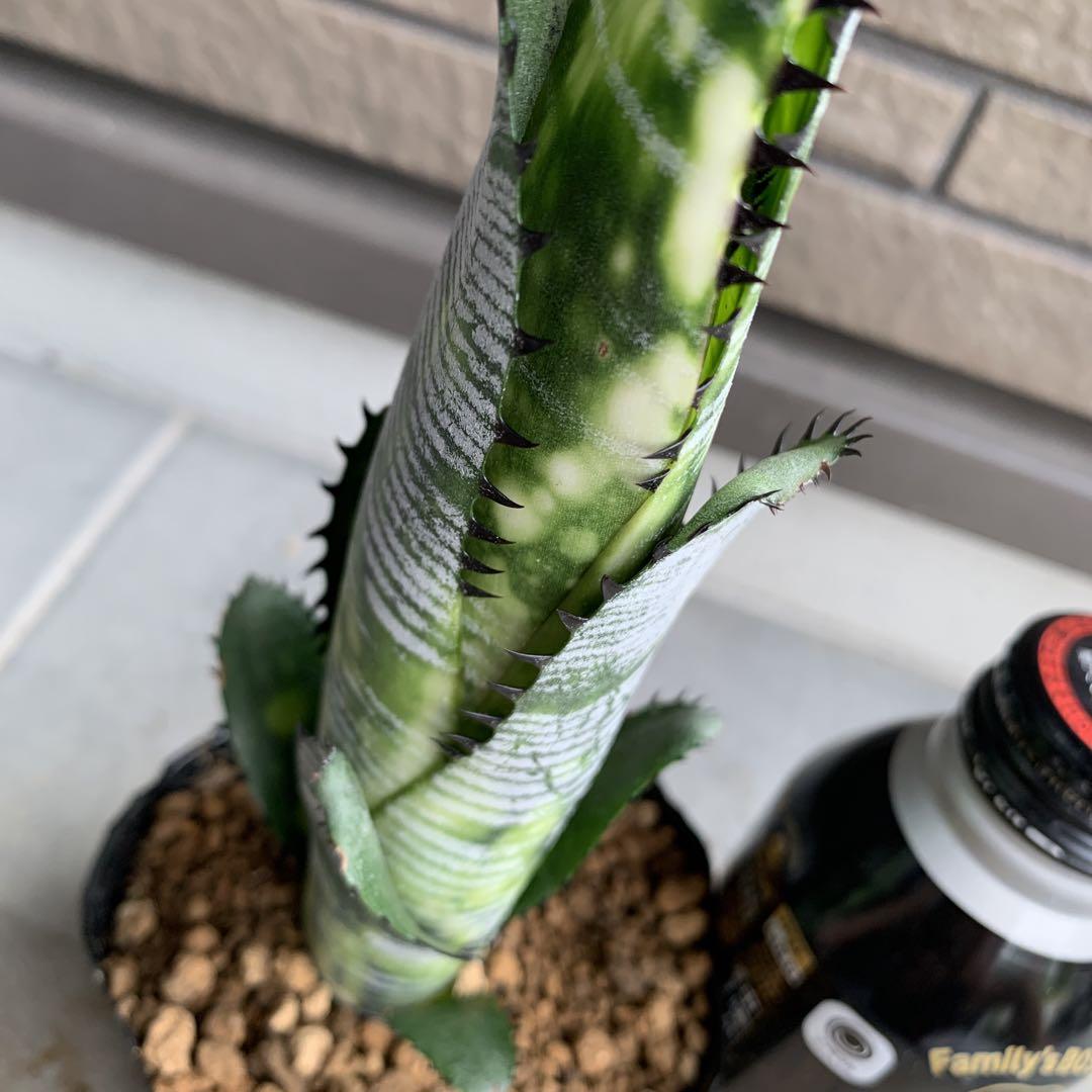 Billbergia Domingos Martins