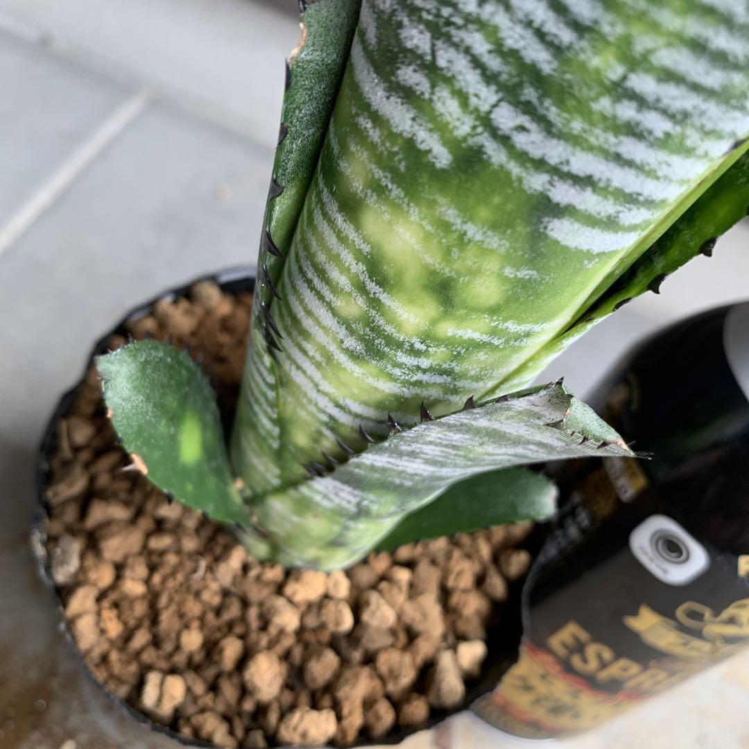 Billbergia Domingos Martins