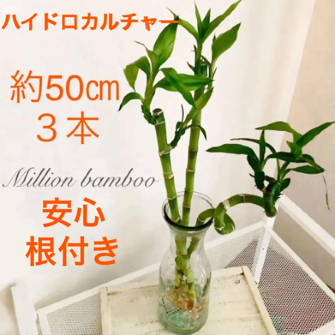 ミリオンバンブー ストレート キング スパイラル ドラセナ 水栽培 観葉植物 メルカリ