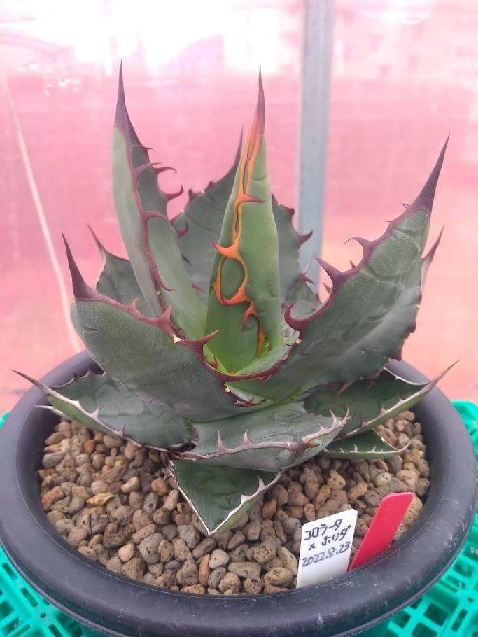 【引き取り限定】ハイブリッドアガベ レオコロラータ 耐寒性抜群 親株 60cm アガベ コロラータ ハイブリッド 親株 引き取り限定】ハイブリッド