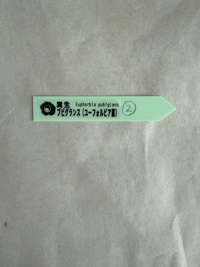 ユーフォルビア　プビグランス　②【希少種】【実生苗】