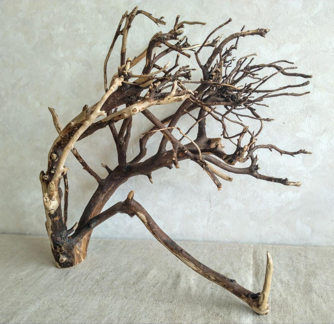 【希少】DIY・アクアリウム向け 特大塊根ブランチウッド流木 約50cm 希少】アクアリウム・DIY向け 特大塊根ブランチウッド流木（約