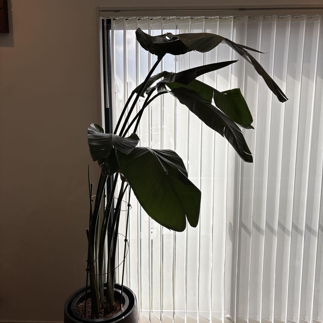 観葉植物 高さ約180cm 黒色ポット　オーガスタ　２株