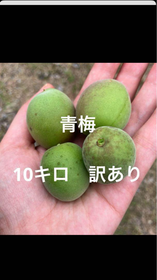 青梅　10キロ　訳あり　無農薬　箱込み