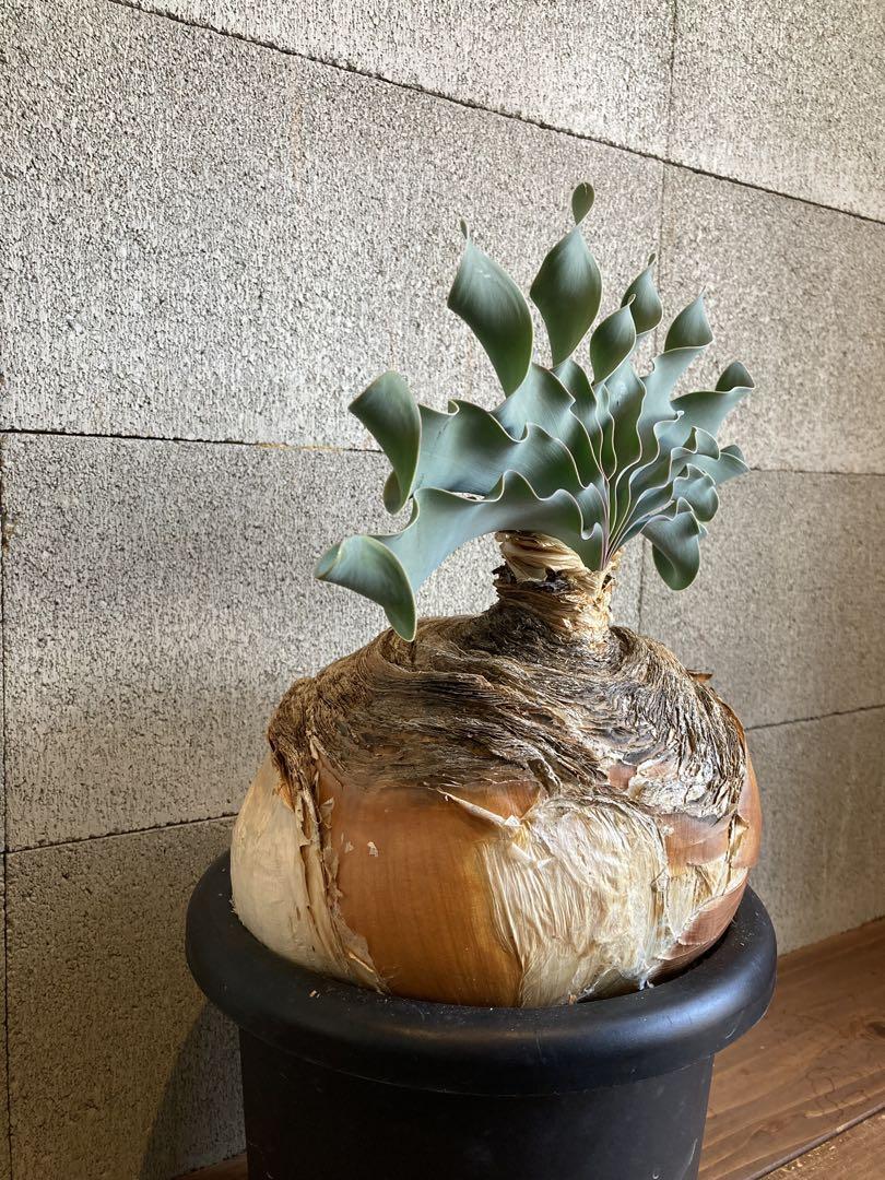 ブーファン ハエマンソイデス （検索 ハエマントイデス 冬型塊根 塊根植物