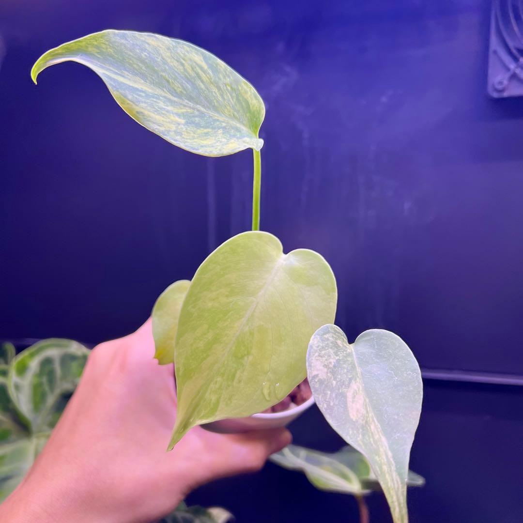 セール中 超絶 モンステラデリシオーサイエローマリリン ️目立った傷や汚れなし YUZUMIYA_COM