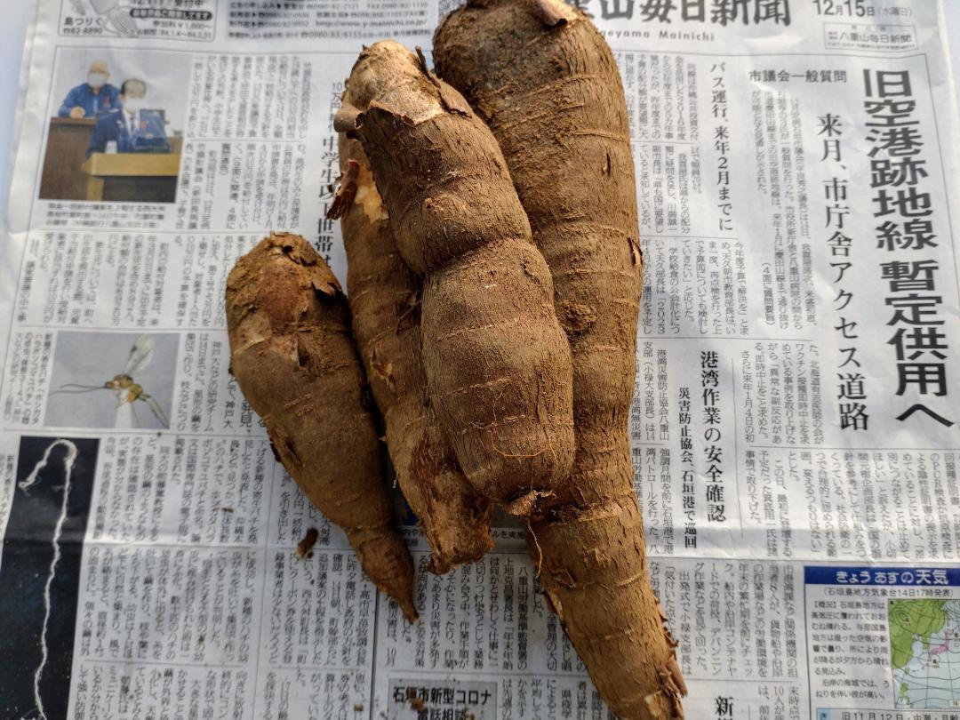 ☆キャッサバ挿木用苗木(穂木)100本入り☆(黄色系スイート種)・沖縄県石垣島産