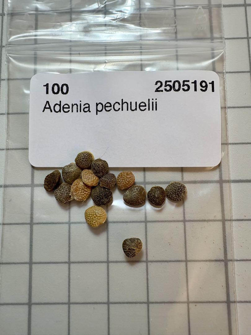 Adenia pechuelii アデニア　ペチュエリー　種子　5粒