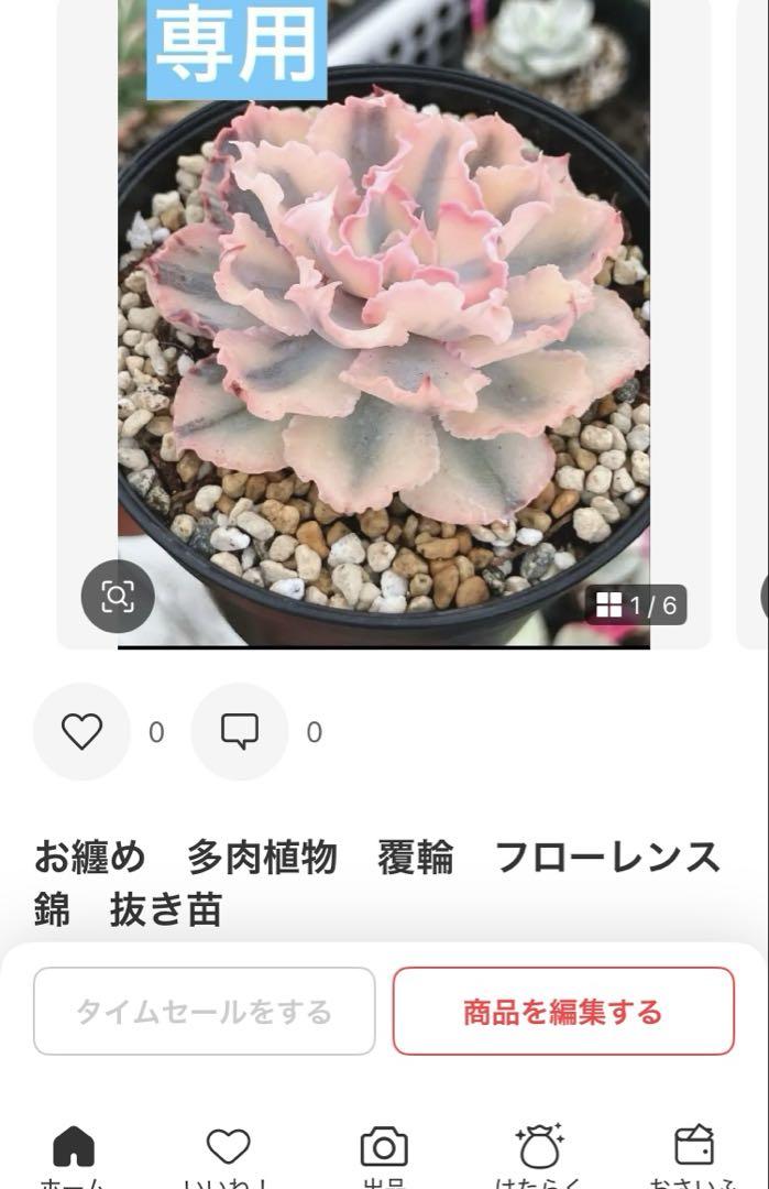 お取り置き　多肉植物　ノーブルレッド錦　全4頭　アンナ錦　フローレンス錦