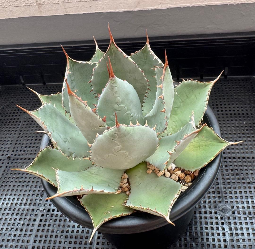 アガベ グアダラハラナ