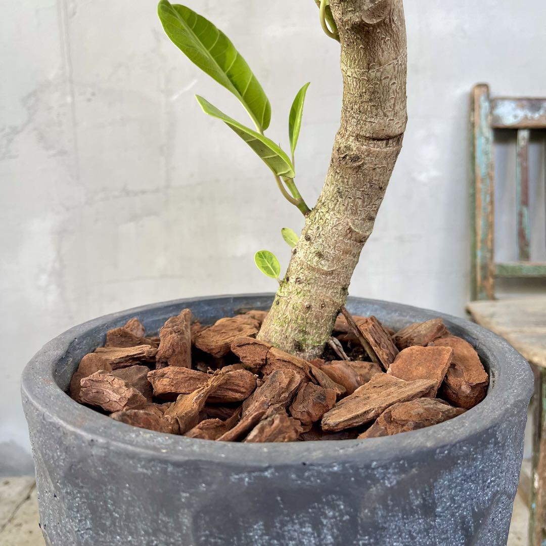 フィカス バーガンディ グラファイトストーム陶器鉢 植え込み