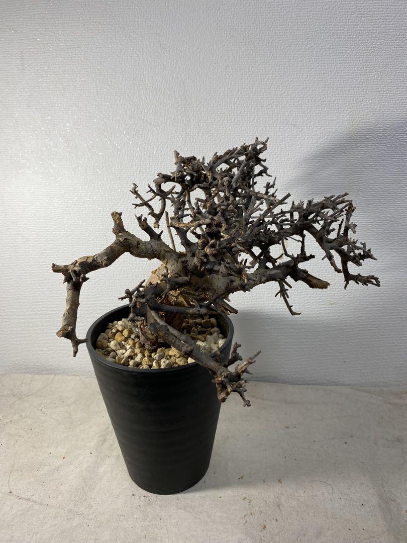 【インテリアに】コミフォラ エミニー / Commiphora eminii