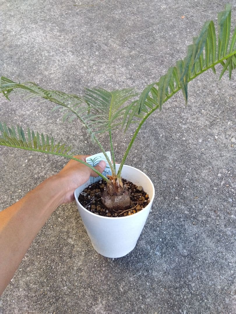 サイカス タイシルバー