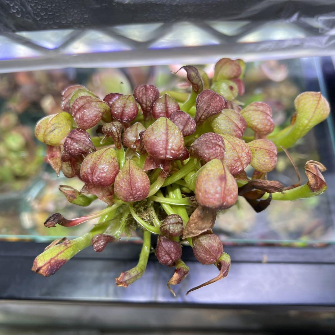 Darlingtonia ダーリングトニア 食虫植物