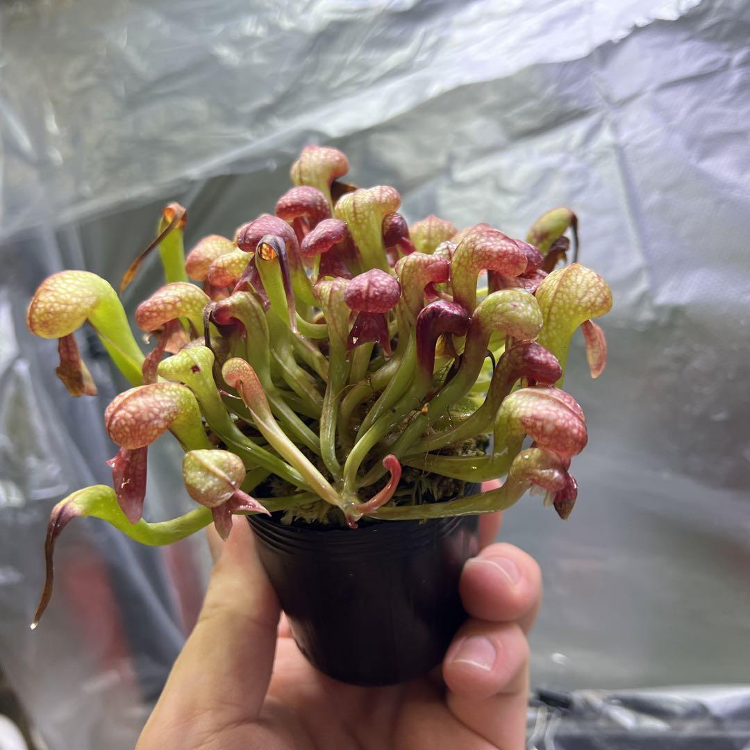 食虫植物　Darlingtonia californica ダーリングトニア 食虫植物 Darlingtonia californica ダーリングトニア
