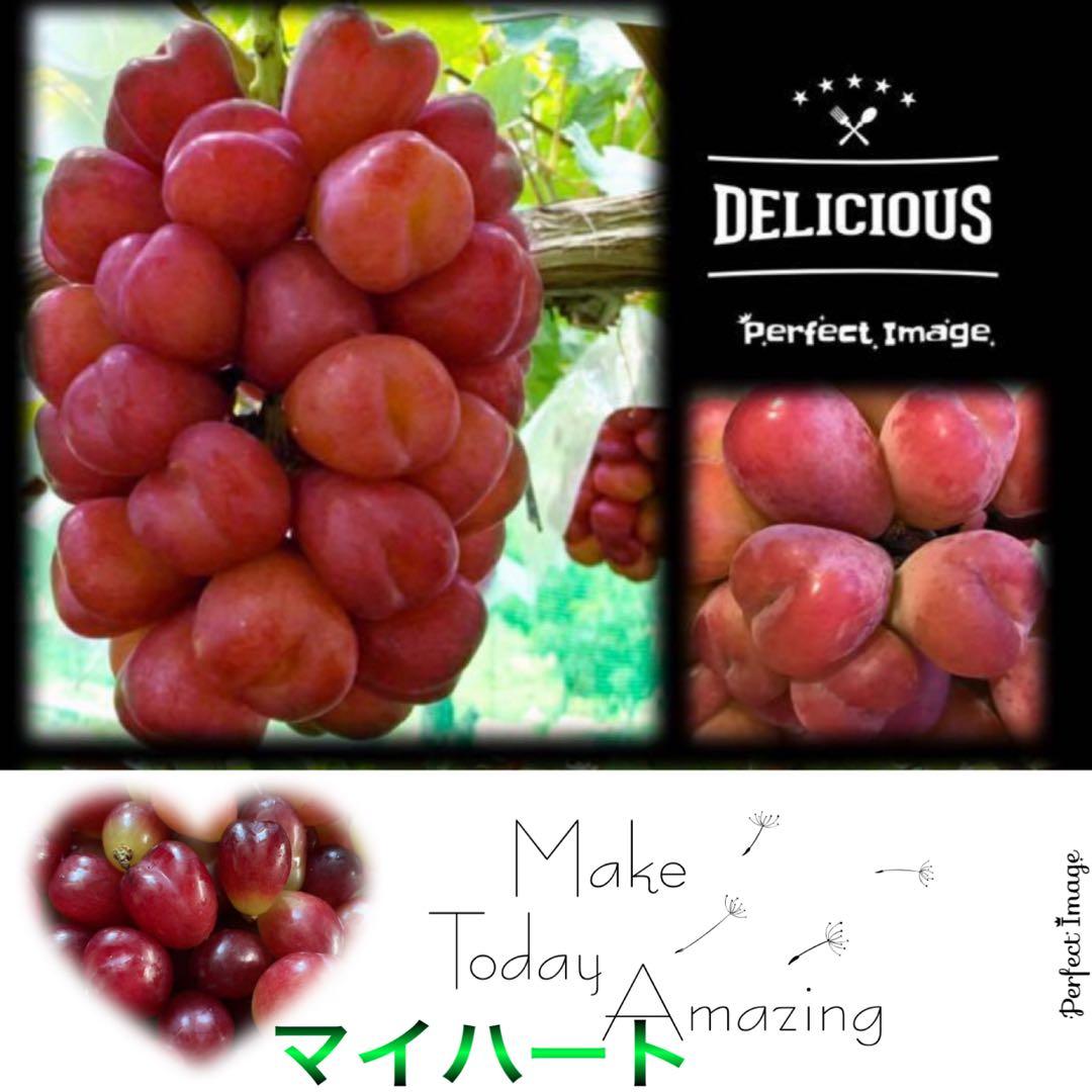 かおり様　マイハート　1キロ　家庭向け